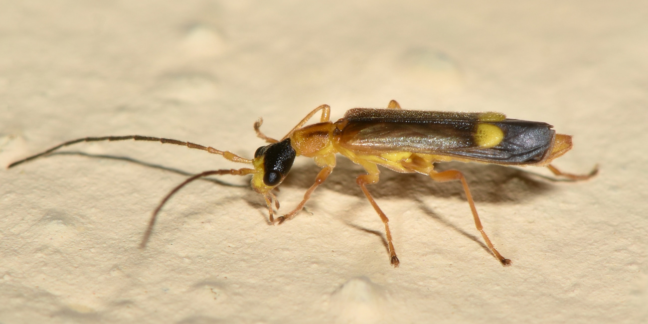 Cantharidae: Malthinus sp.?  S, Malthinus deceptor